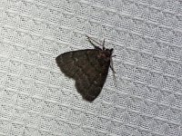 Dyspyralis nigellus